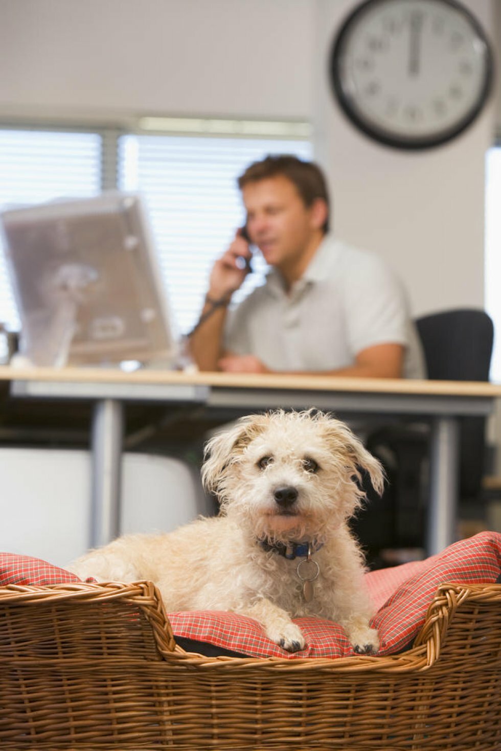 Hunde på kontoret er godt for arbejdsmiljøet