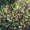 Agricola Danese - Olivenolie i verdensklasse 