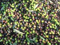 Agricola Danese - Olivenolie i verdensklasse 