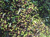 Få verdens bedste olivenolie - med rabat