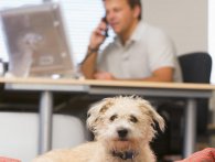 Hunde på kontoret er godt for arbejdsmiljøet